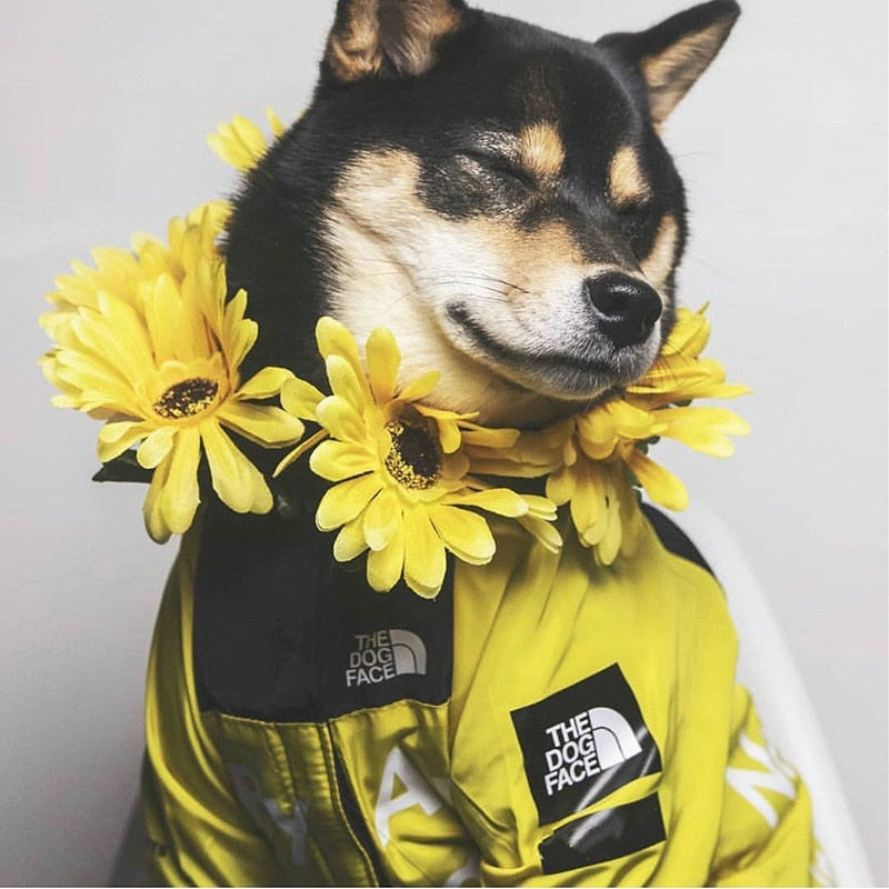 Moletom / Capa de Chuva com Capuz para Cães YOUDUDU // Roupas para Cães Pequenos e Grandes // Casaco Corta-Vento // Bulldog Francês / Chihuahua etc.
